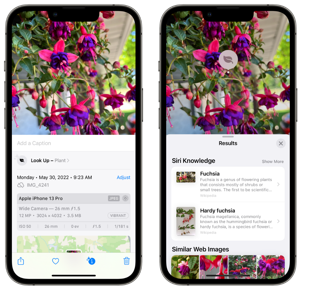 武安苹果手机维修分享小技巧：使用 iPhone 相机识别花卉植物 